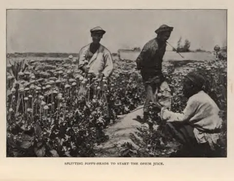 SPLITTING POPPY-HEADS TO START THE OPIUM JUICE.