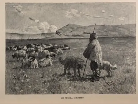 AN ANGORA SHEPHERD.