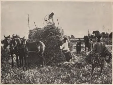 Harvest scene with agricultural workers and animals