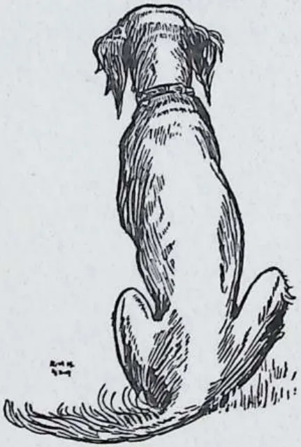 Dog, rear view