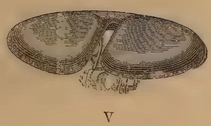 Planche III, Figure V: Double-caved bicycle saddle