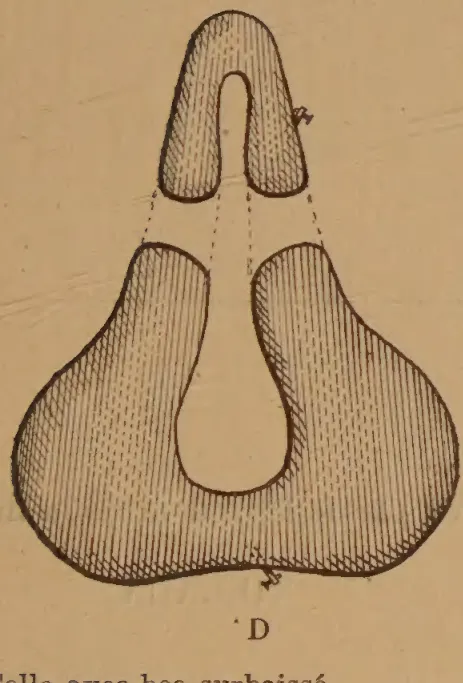Planche IV, Figure D: Pneumatic saddle design