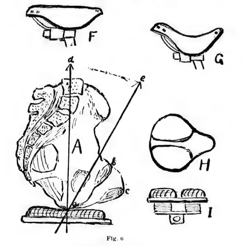 Fig. 6, bicycle saddle shapes and the pelvis