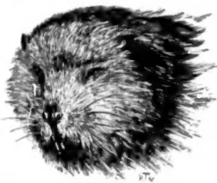 CANADIAN BEAVER (FROM LIFE)
