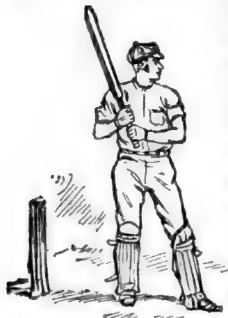 Cricket