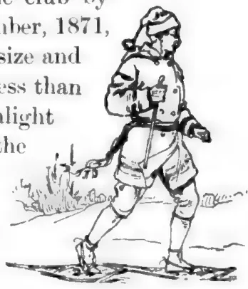 Snow shoe racer