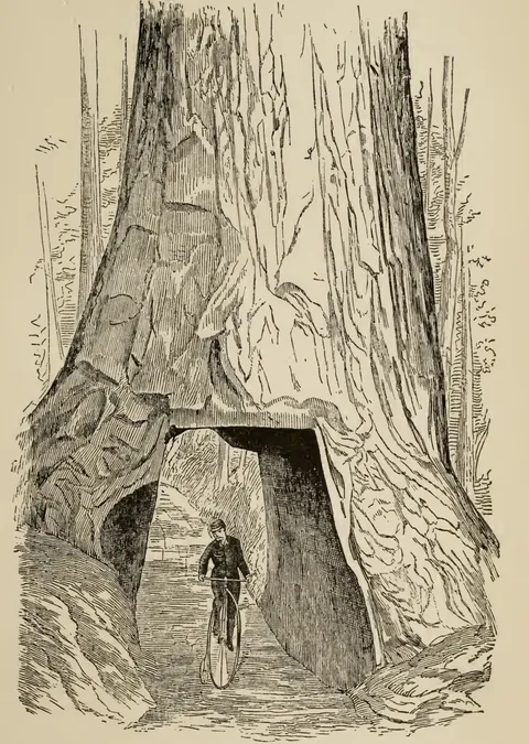 THROUGH THE SEQUOIA'S HEART.…(Page 141.)