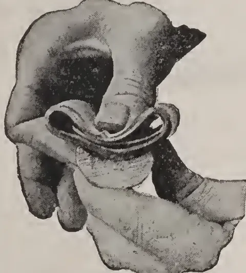 No. 7.