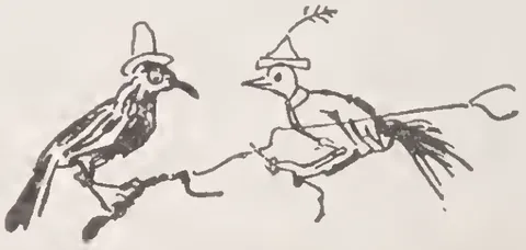 Birds