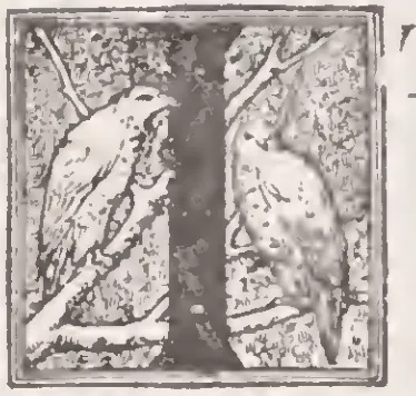 Pictorial initial I (Training for Bicycle Races)