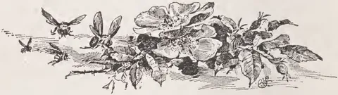 Plants and Flowers