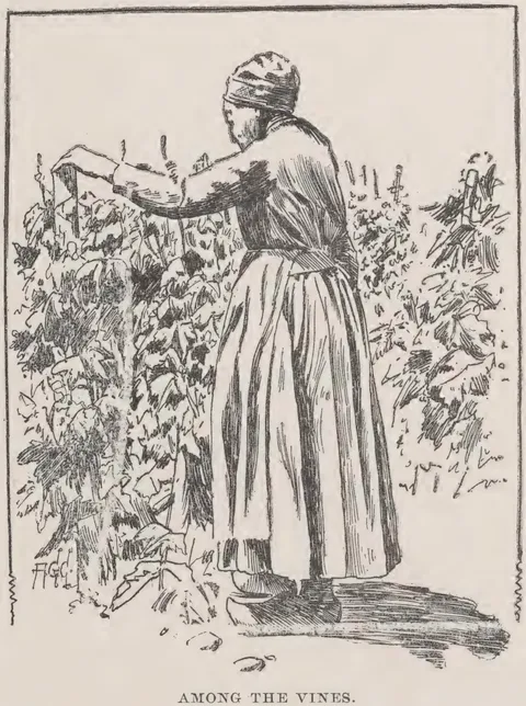 Among the Vines