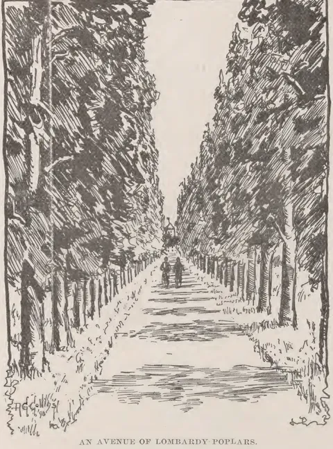 An Avenue of Lombardy Poplars