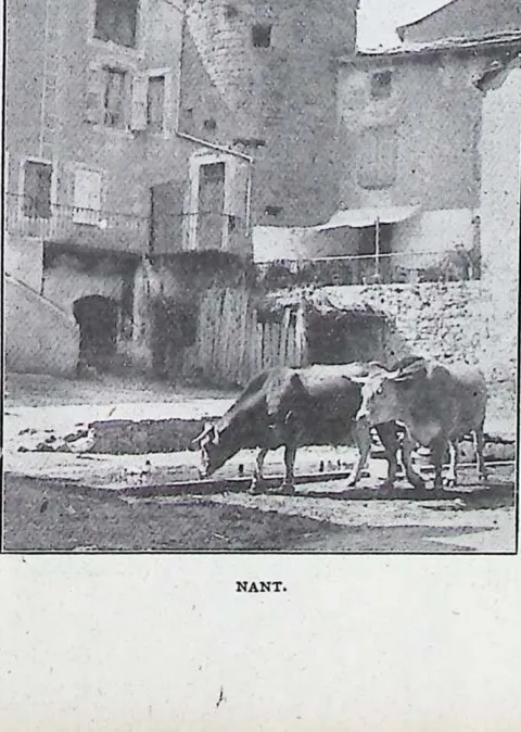 Nant