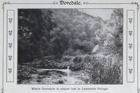 Where Dovedale is almost lost in Luxuriant Foliage