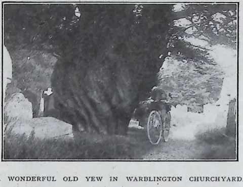 A Wonderful Old Yew in Warblington Churchyard