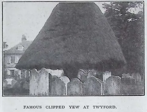 Famous Clipped Yew at Twyford