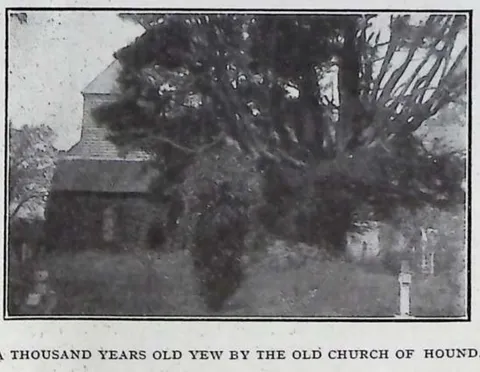 A Thousand Years Old Yew by the Old Church of Hound