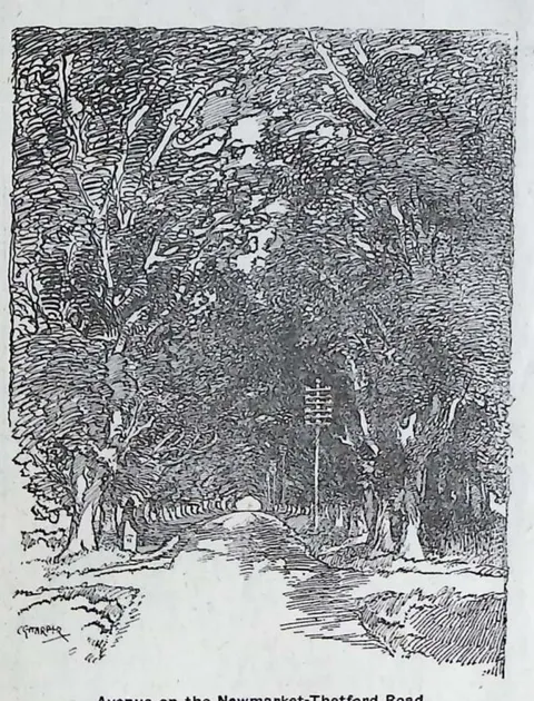 Avenue on the Newmarket-Thetford Road