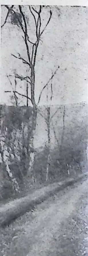 Off the beaten track: a lane through birch trees