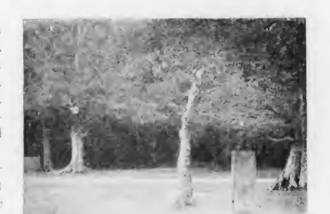 The Rufus Stone