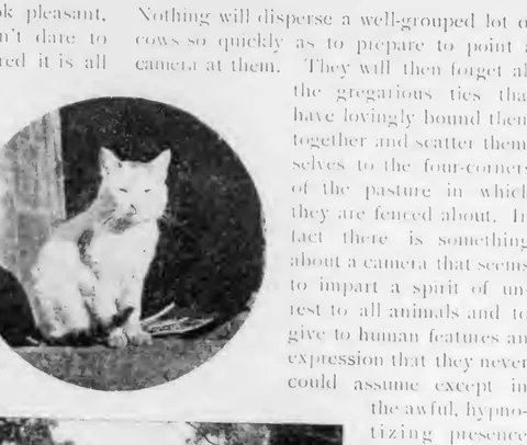 A white cat's portrait