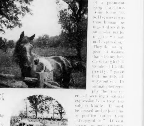 Horse and dog in a pasture