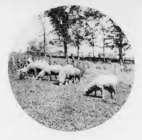 Sheep grazing