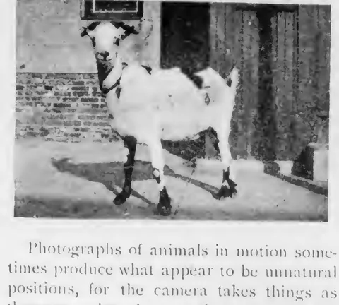 A goat at a doorway