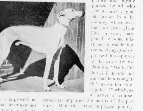 A greyhound