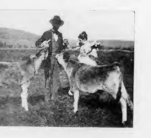 Man leading a cow