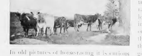 Cattle in a pasture