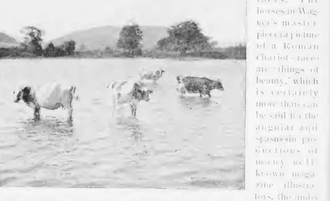 Cattle standing in water