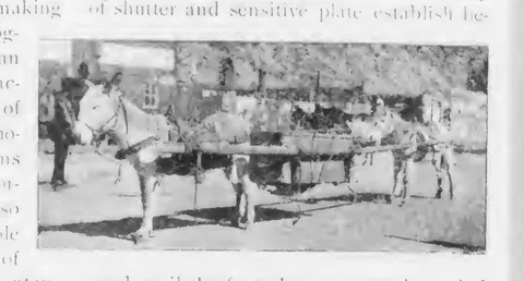 Donkey team pulling a cart