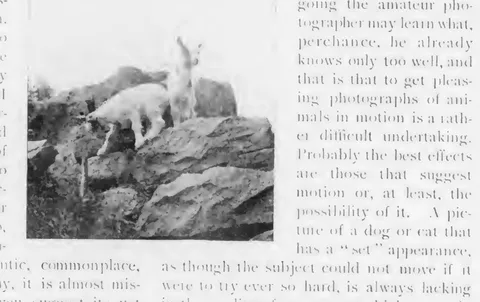 Goats on rocks