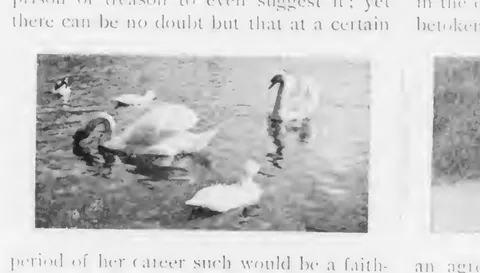 Swans and a goose on a pond