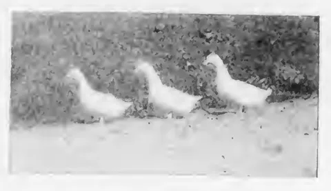 Ducks by the water