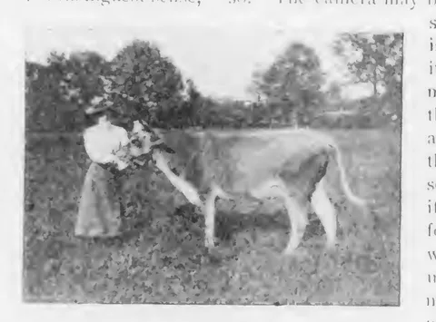 Woman posed with a cow