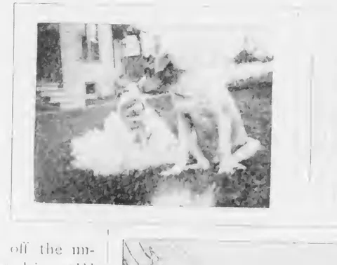Dogs playing on grass