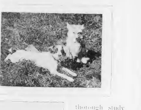 A dog lying on grass