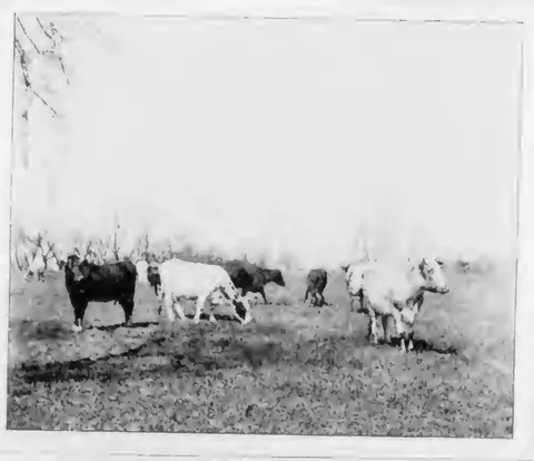 Cattle and goats in a field