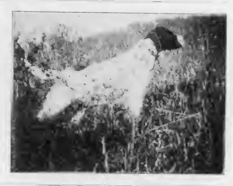 A spaniel lying in grass