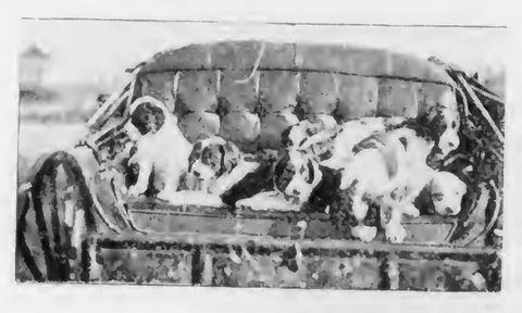 Puppies in a wagon