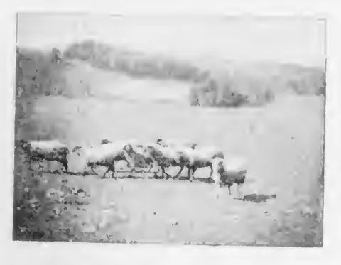Sheep in a field