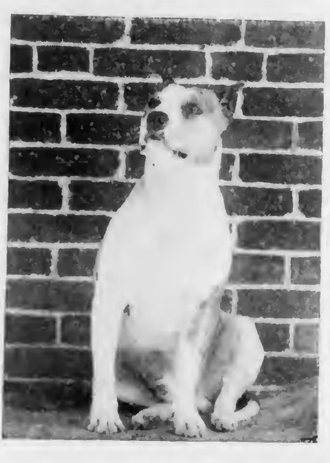 A bulldog against a brick wall