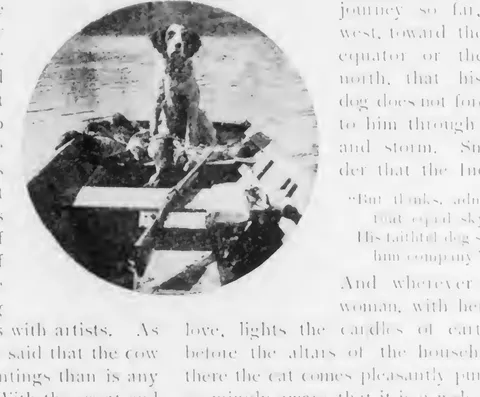 Dogs in a boat
