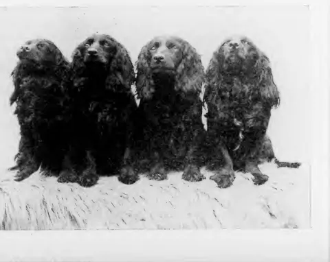Four spaniels in a row