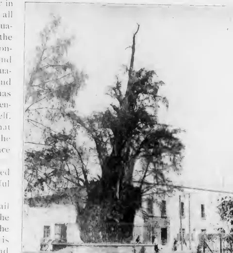 Tree of the Dismal Night