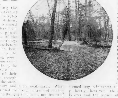 Woodland clearing