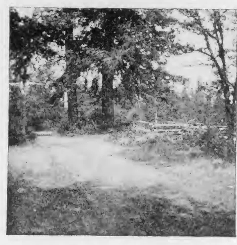 Wooded path